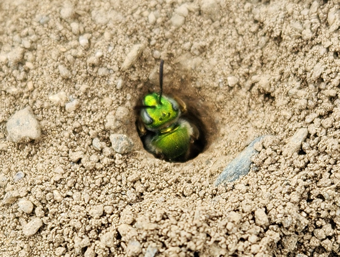 Sweat Bee