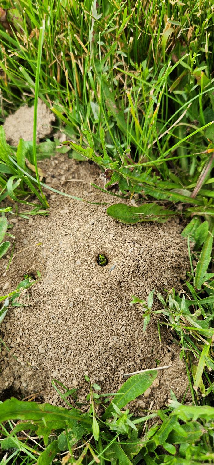 Sweat Bee Nest