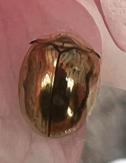 [Thumbnail for Tortoise-Beetle.png]