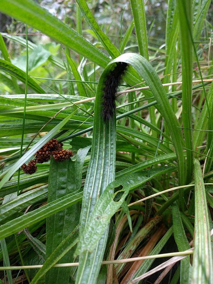Black caterpillar under plantain leaf