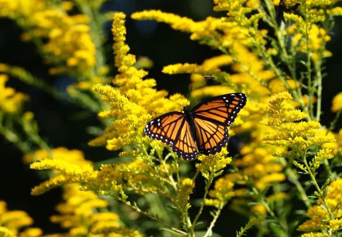 Viceroy butterfly