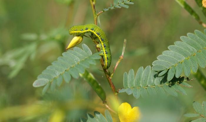 Cloudless sulfur caterpillar on partridge pea