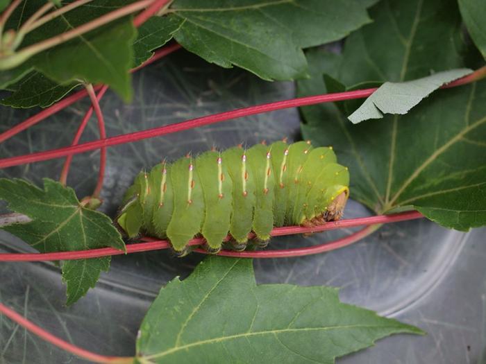 Luna moth cat on maple leaf