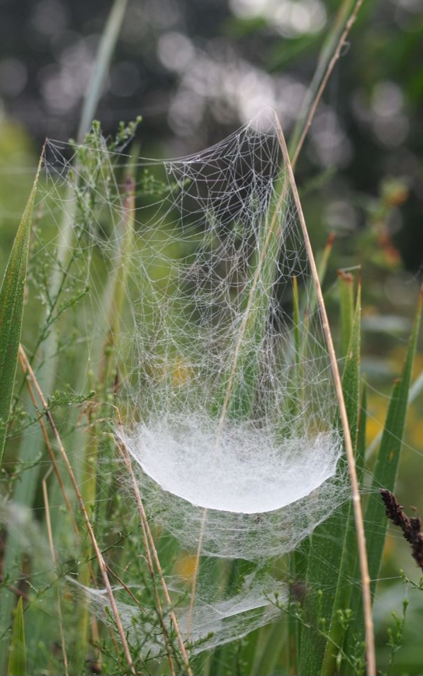 Bowl-and-doily web