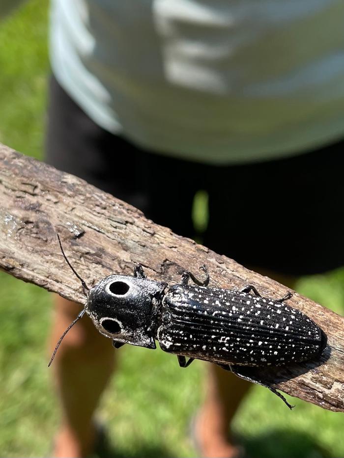 click beetle with false eyes