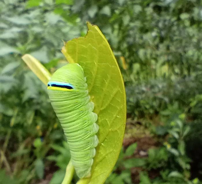 Zebra swallowtail caterpillar 