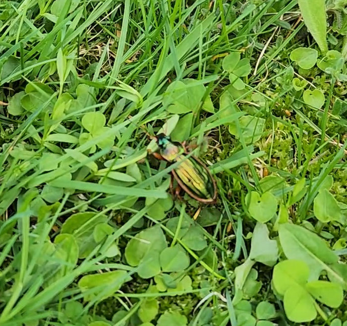 shiny beetle