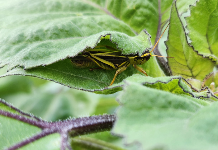 grasshopper hiding