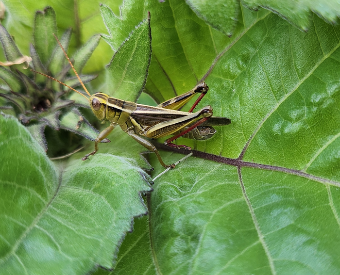 grasshopper chilling