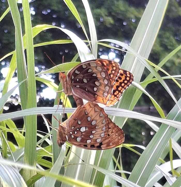 butterflies mating, July 2025