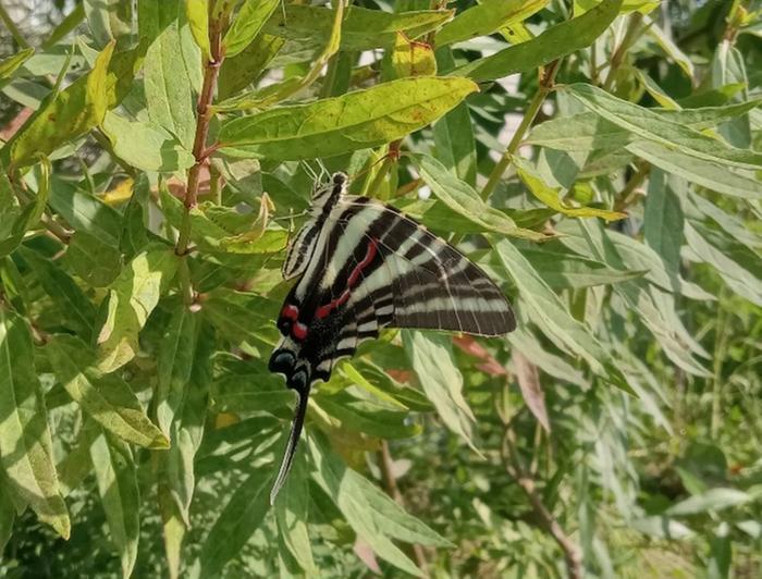 A butterfly found two weeks later