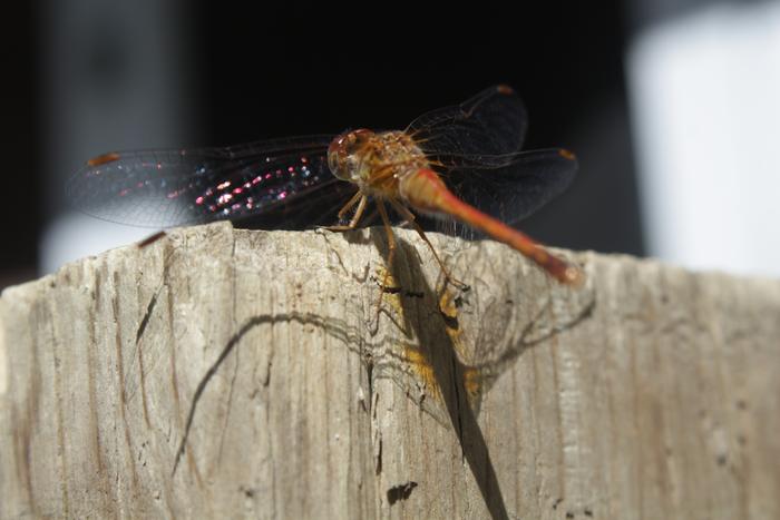 [Thumbnail for IMG_9700.JPG]