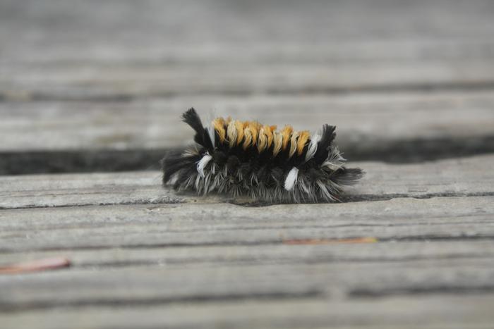 [Thumbnail for IMG_9067.JPG]