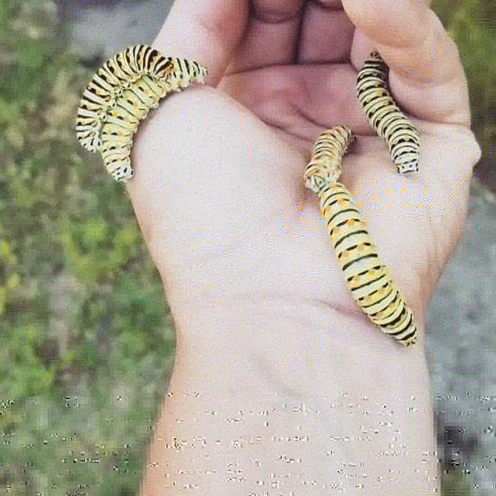 [Thumbnail for IMG_20200618_202458_056-(1).jpg]