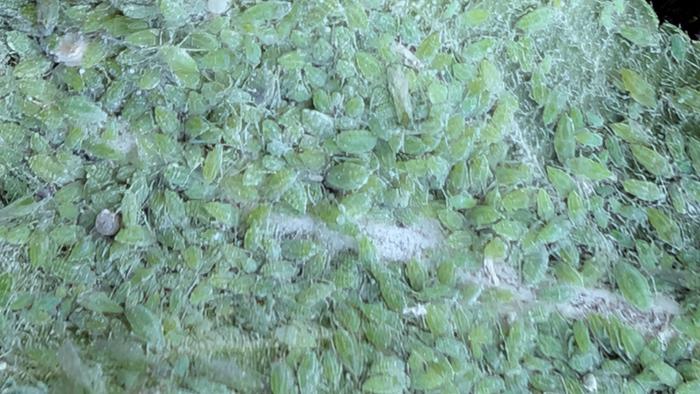 aqua aphids on a leaf