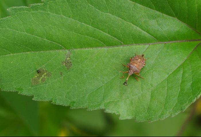 Predatory stink bug
