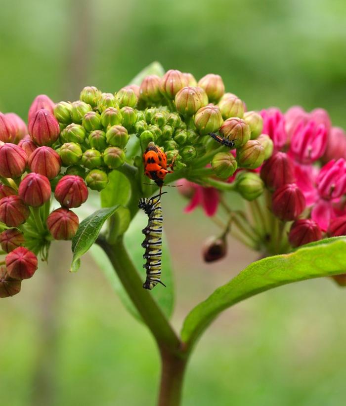 Monarch caterpillar killed