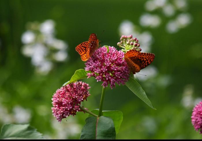 Butterflies on Purple milkweed