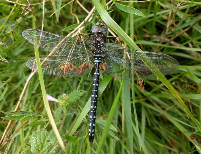 Dragonfly at rest