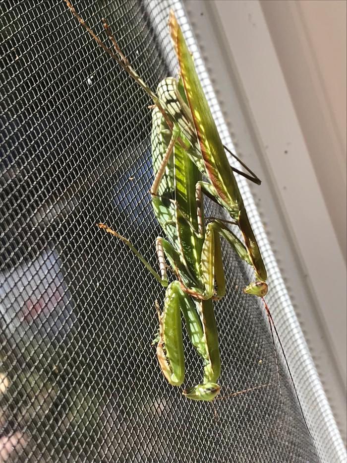 mating preying mantis male and female