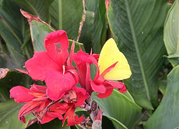 Cloudless sulfur butterfly