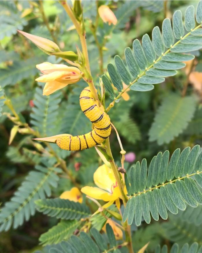 Phoebis sennae caterpillar on host partridge pea