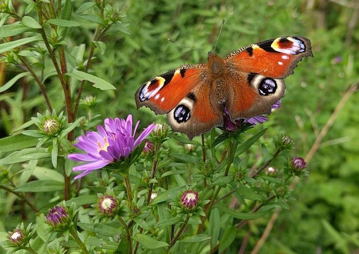 Peacock on michaelmass daisy