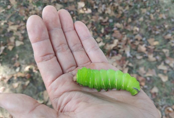 Luna moth caterpillar last instar