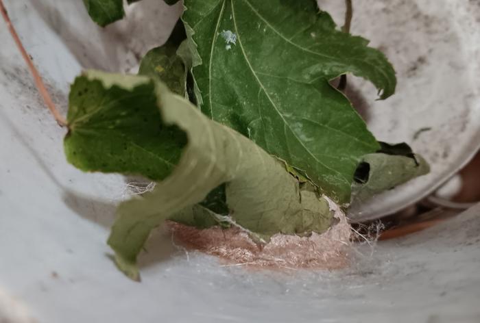 Cocoon to overwinter