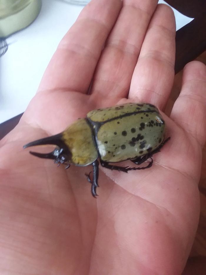 Hercules beetle