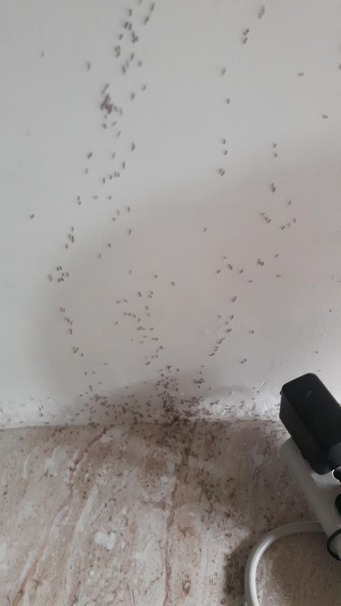 tiny ant army cleaning up