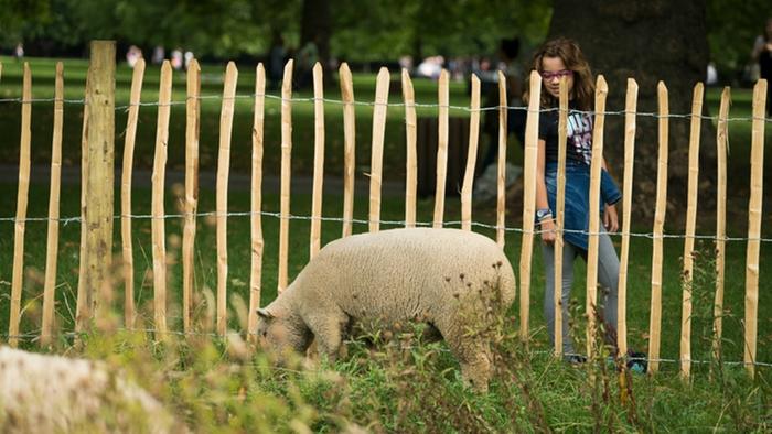 [Thumbnail for girl-looking-at-sheep-jpg.jpg]