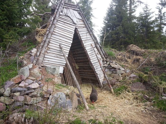 earth-sheltered winter poultry coop, poultry not included