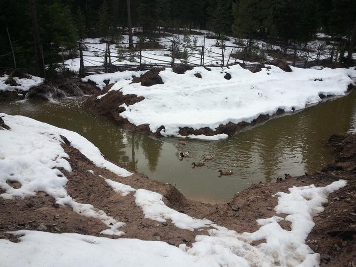 seasonal pond, no guarantees regarding water quantity, ducks not included