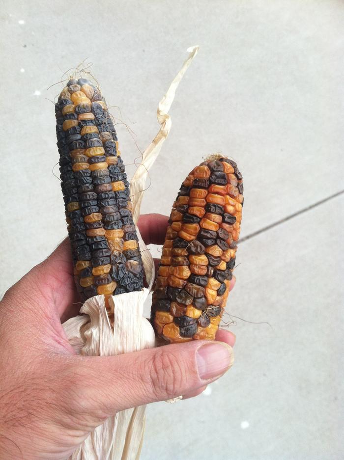 Sweet Corn Grex