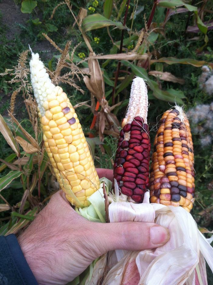 Sweet Corn lofthouse high keratin on left, random red ear from adjacent row and nuetta influenced on right