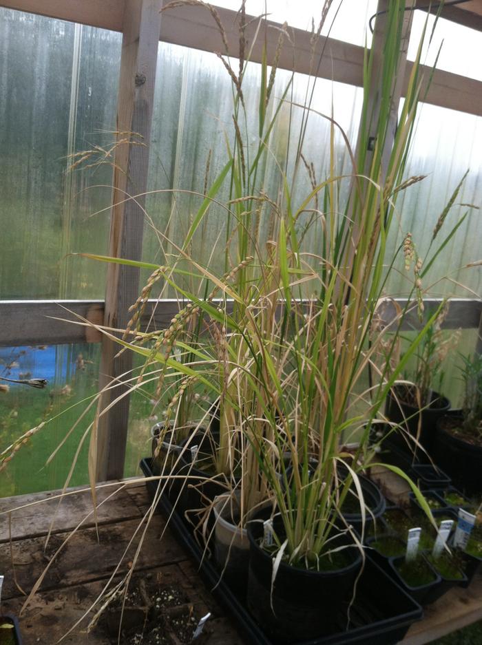 Rice 1