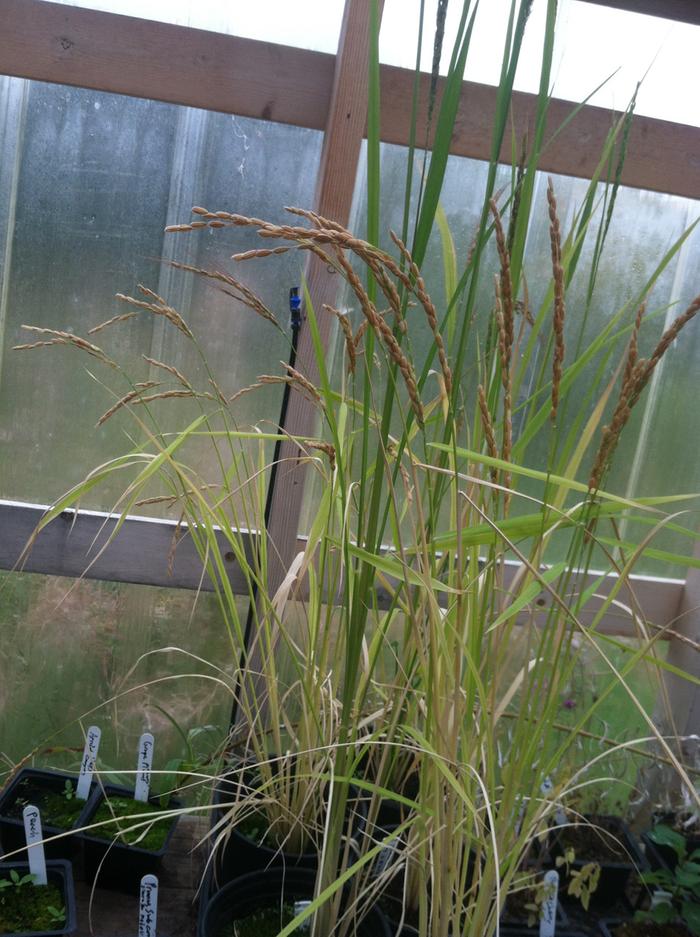 Rice 3
