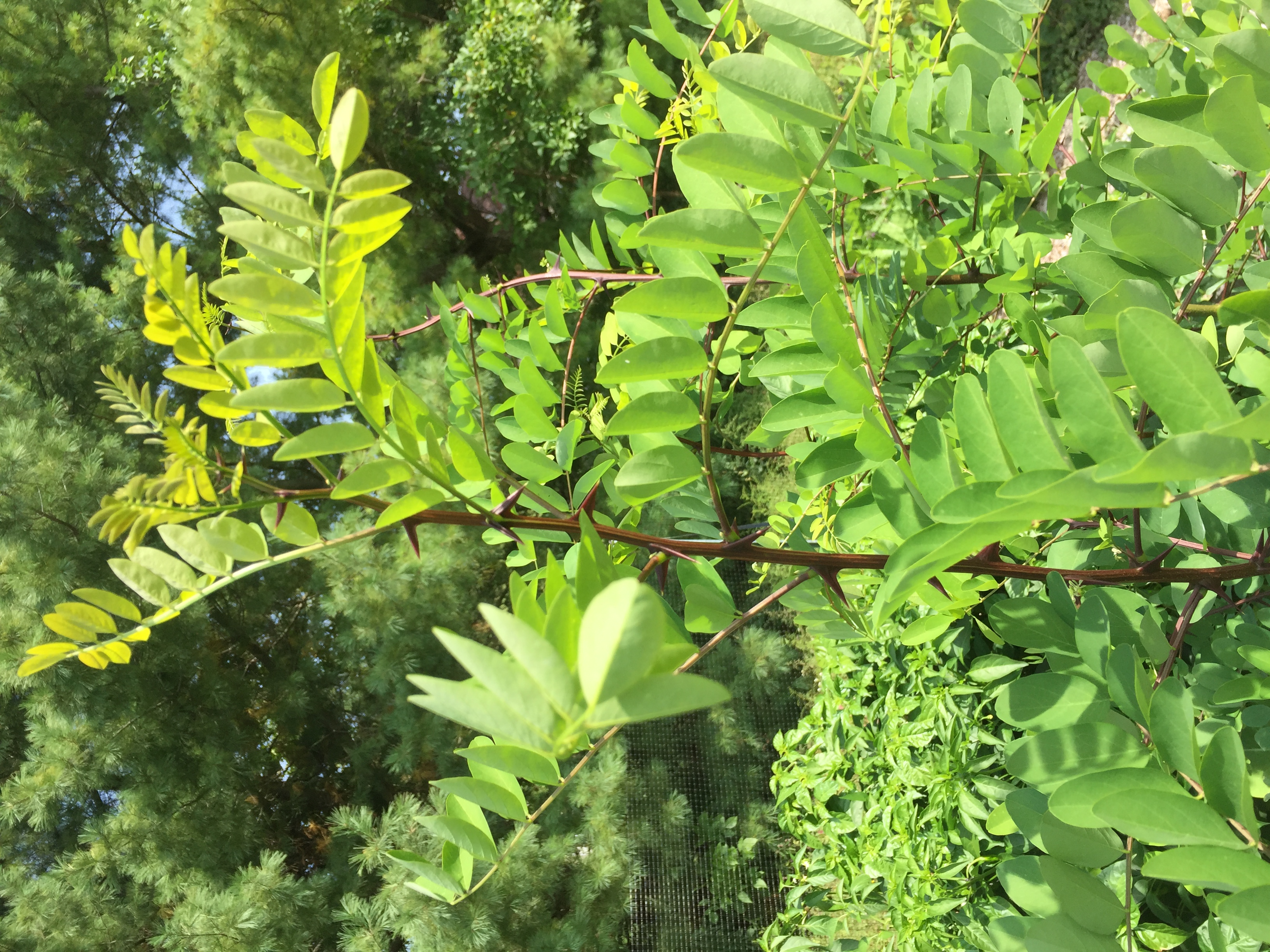 plant ID help Locust (plants forum at permies)