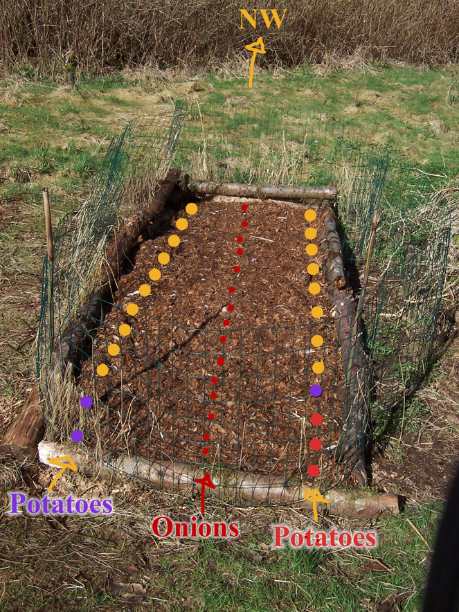 potato garden without dirt