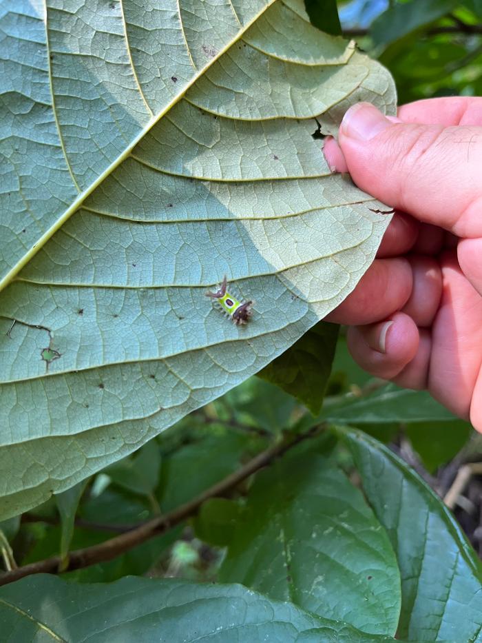 saddleback on pawpaw