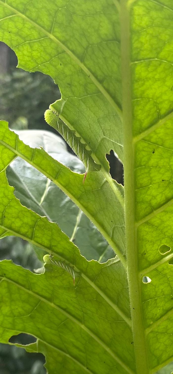 tobacco hornworm