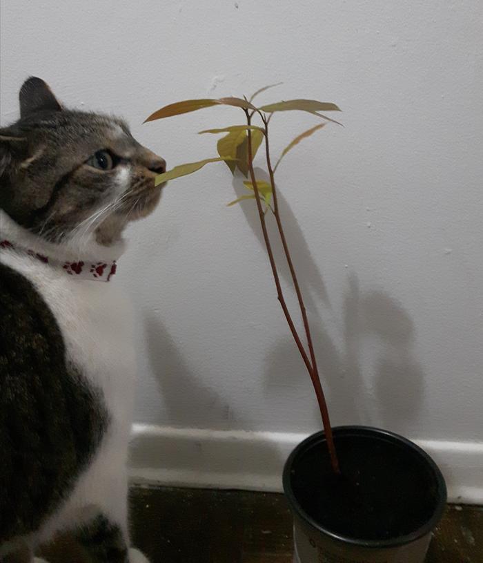 Ice (my cat) investigating the new avocado plant