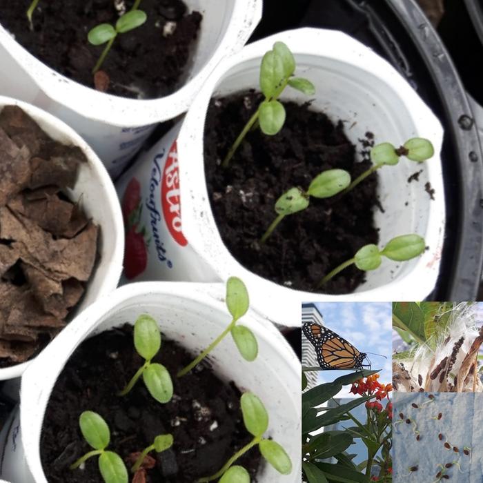 Milkweed sprouts