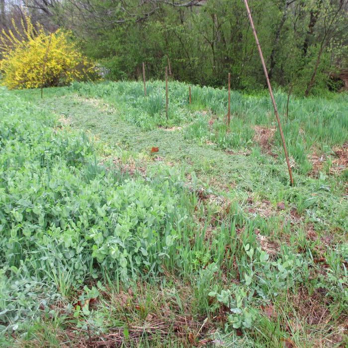 austrian winter peas and oats march 2020