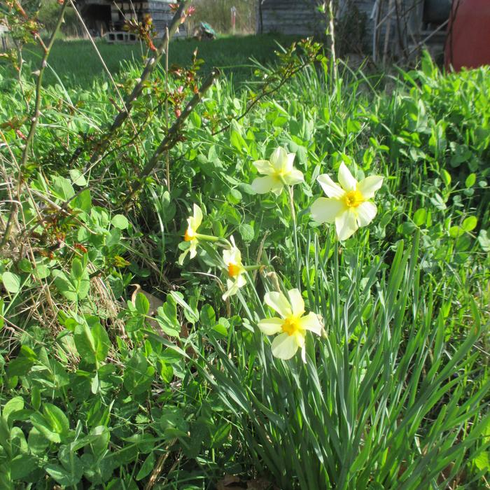 austrian winter peas and oats march 2020