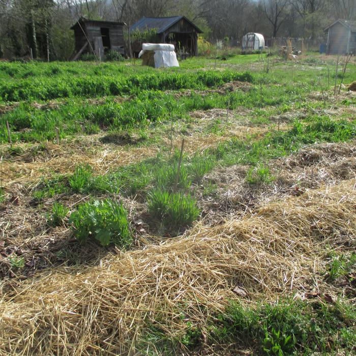 austrian winter peas and oats 2020