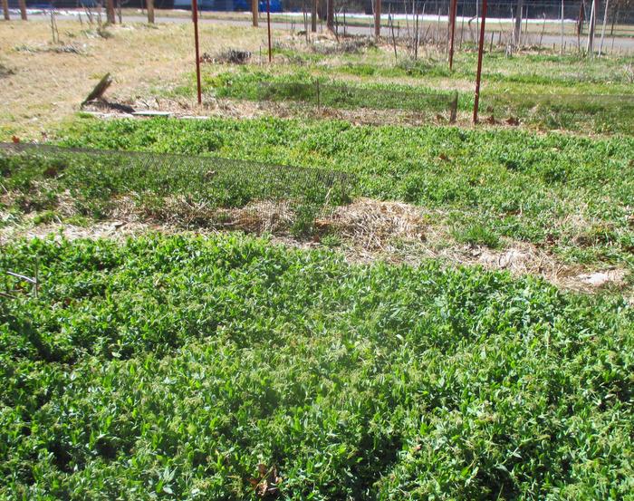 beds of austrian winter peas February 23 after snow melt