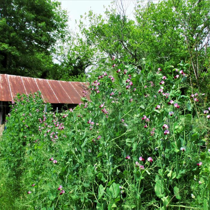 austrian winter peas