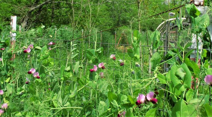 austrian winter peas